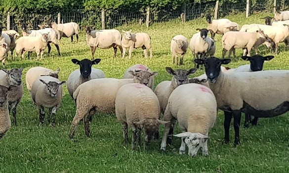 Flock of sheep grazing on grass